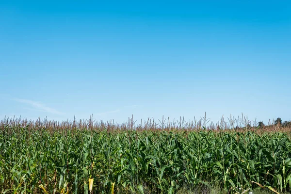 Kukuřičné Pole Zelenými Listy Proti Modrému Nebi — Stock fotografie