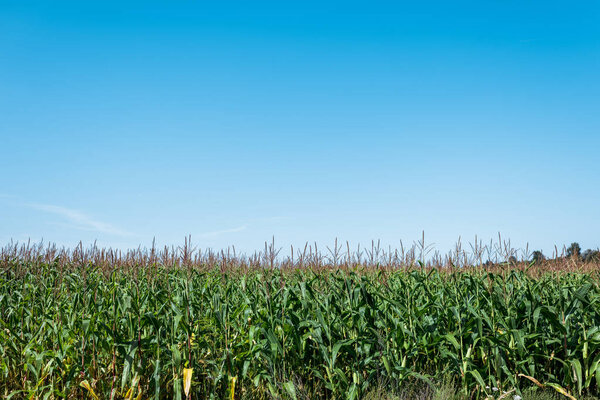 corn field with green leaves against blue sky 