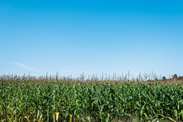кукурузное поле с зелеными листьями против голубого неба
 