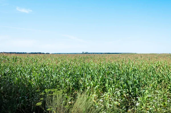corn field with fresh leaves against blue sky 