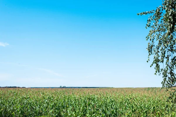 corn field with green fresh leaves against blue sky 