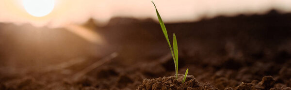 panoramic shot of small green plant with leaves 