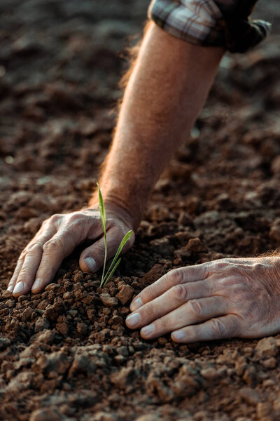 selective focus of self-employed farmer near small plant with green leaves in ground 