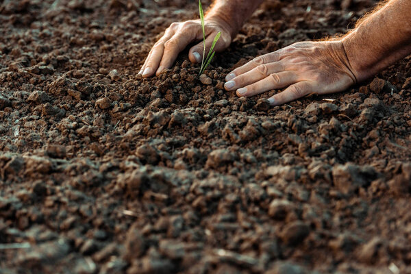 cropped view of self-employed farmer near small plant in ground 
