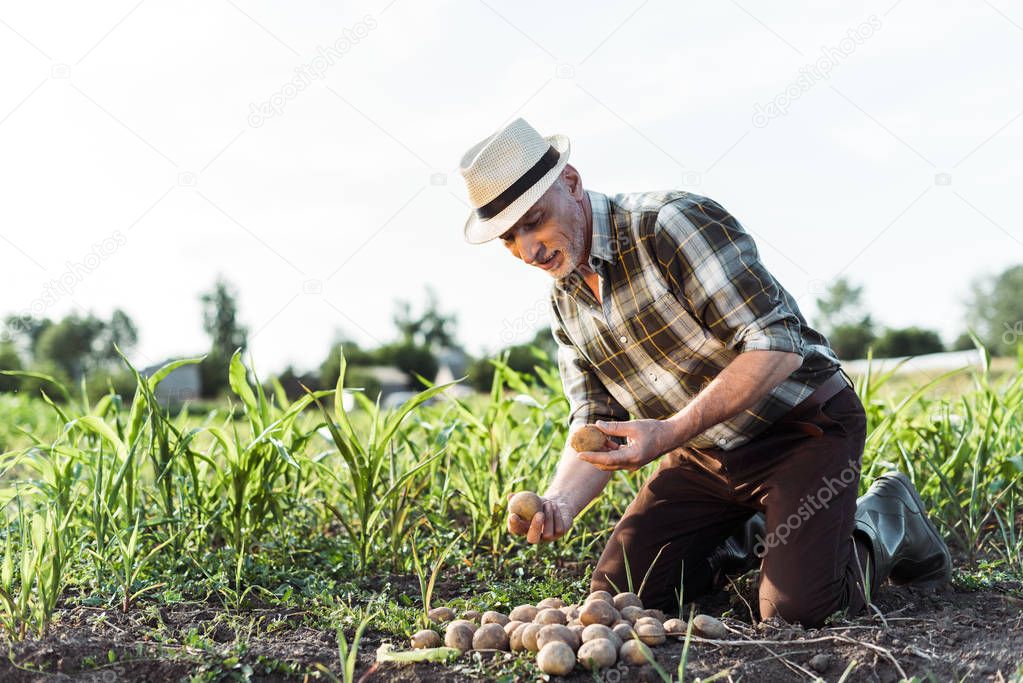 happy self-employed farmer holding potatoes near corn field 