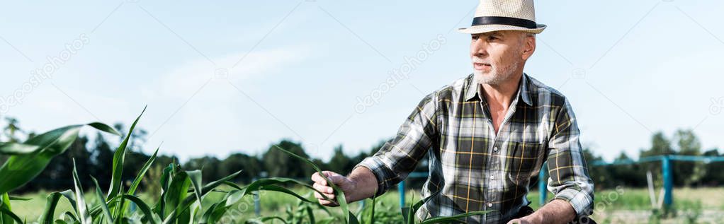 panoramic shot of senior man sitting near corn field 