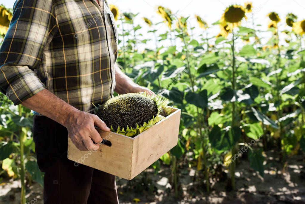cropped view of self-employed man holding box with sunflowers 