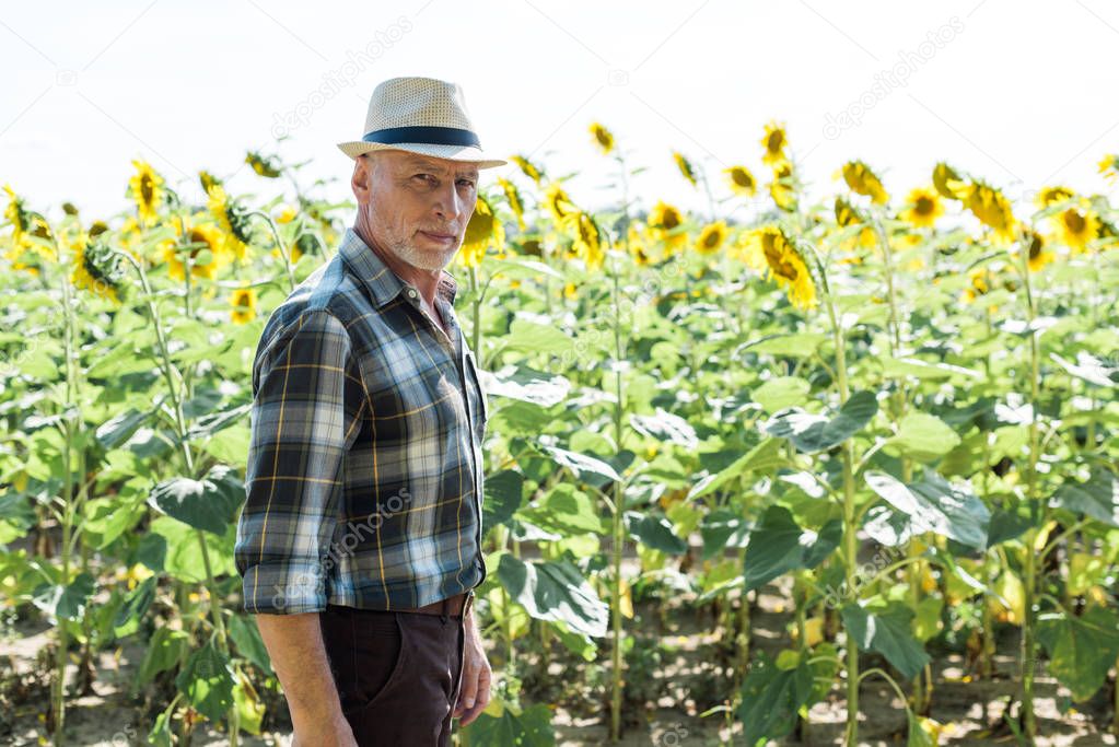 bearded farmer in straw hat near field with sunflowers 