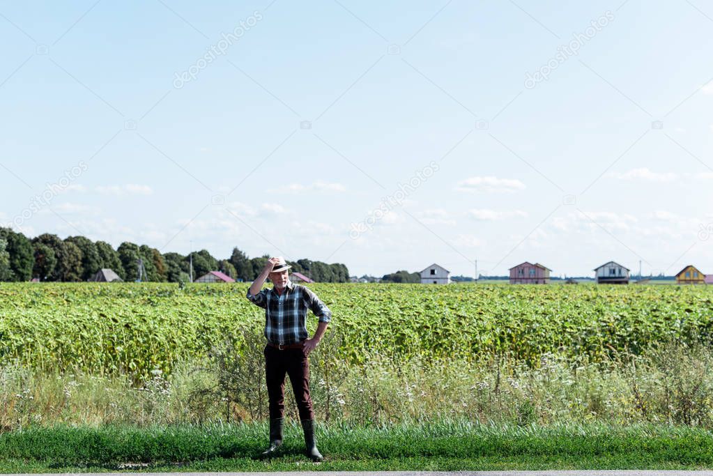 senior self-employed farmer touching straw hat and standing with hand on hip in field 