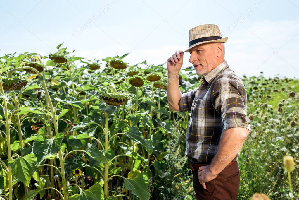 happy farmer in straw hat standing with hand on hip near blooming sunflowers 