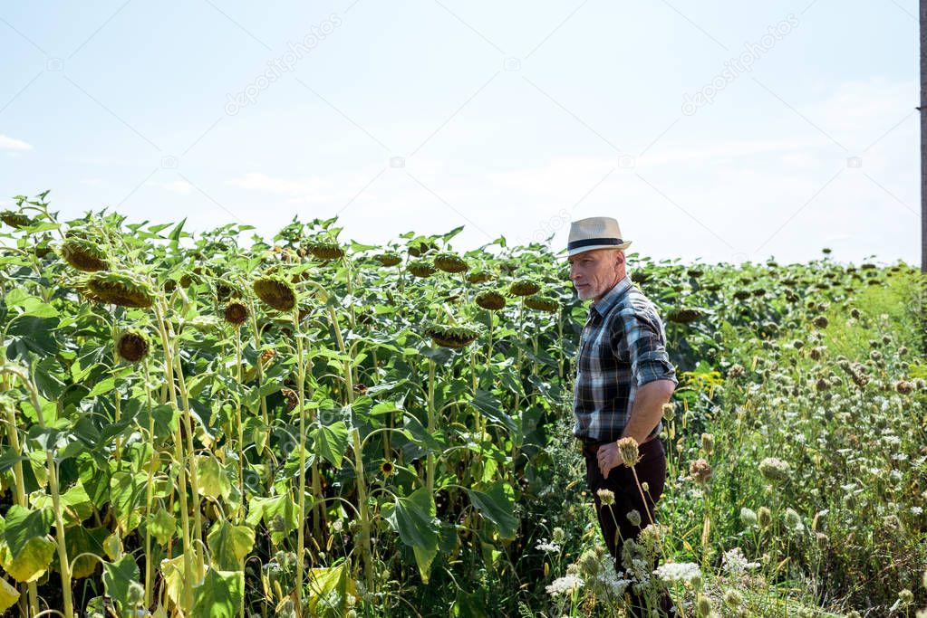 farmer in straw hat standing near blooming sunflowers 