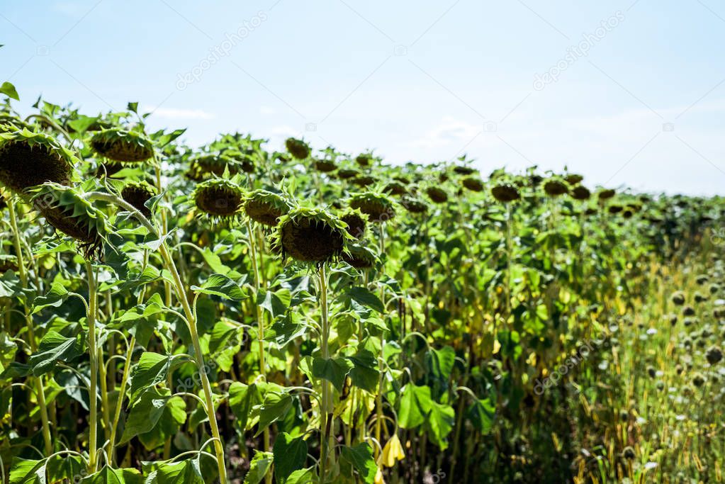 selective focus of field with blossoming sunflowers against blue sky 