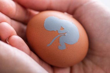 selective focus of doctor holding egg with baby silhouette  clipart