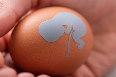 close up of doctor holding egg with baby silhouette  clipart