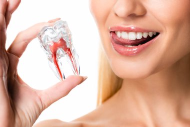beyaz üzerinde izole diş modeli tutan beyaz dişleri olan kadının kırpılmış görünümü