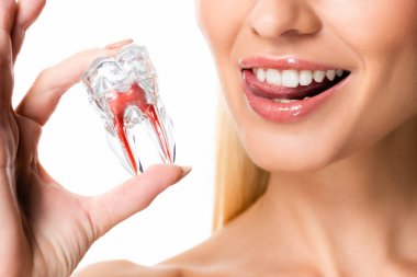 cropped view of woman with white teeth holding tooth model isolated on white clipart