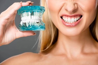 cropped view of naked woman showing teeth and holding jaw model isolated on grey clipart