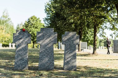 selective focus of red rose on tombstone near man walking in cemetery  clipart