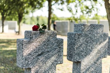 selective focus of red rose on tomb in cemetery  clipart