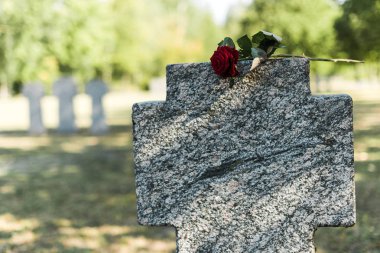 mezarlıkta beton mezar taşı üzerinde kırmızı gül 