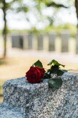 mezarlıkta beton mezar üzerinde aromatik kırmızı gül 