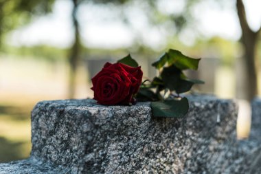 selective focus of red rose on tomb in graveyard  clipart