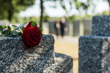 shadows on red aromatic rose on concrete tomb  clipart