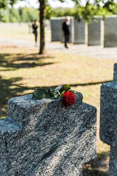 sunshine and shadows on red rose in graveyard 