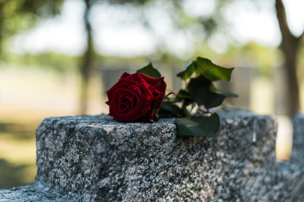 selective focus of red rose on tomb in graveyard 