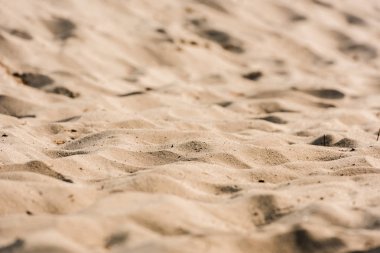 selective focus of wavy and golden sand in desert  clipart