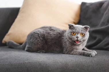Gri İskoç kedisi yastıklı kanepede miyavlıyor.