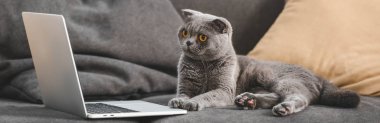 Gri İskoç kedisi kanepede yatar ve dizüstü bilgisayara bakar.