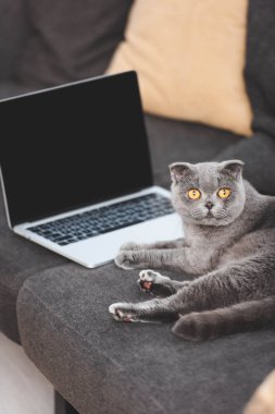 Gri İskoç kedisi boş ekranlı dizüstü bilgisayarın yanındaki koltukta yatıyor.
