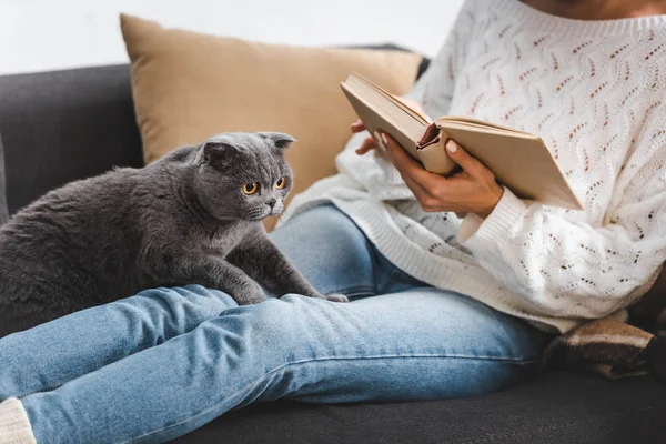 Cropped View Woman Reading Book Scottish Fold Cat Sofa — Stock Photo, Image