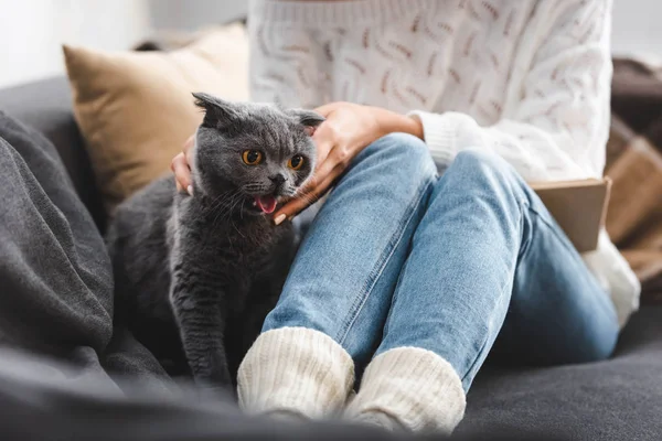 Cropped View Young Woman Sitting Sofa Grey Cat — Stock Photo, Image