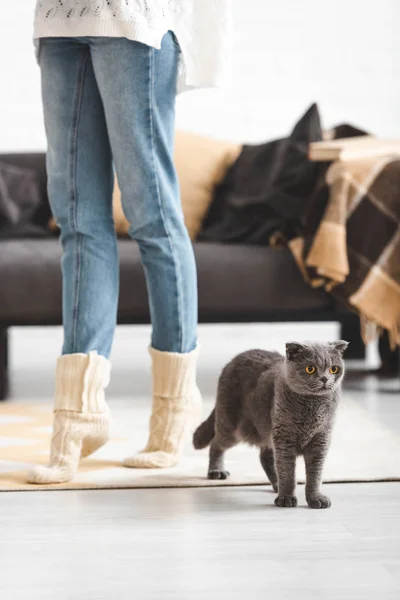 Cropped View Woman Grey Scottish Fold Cat Living Room — Stock Photo, Image