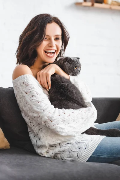 Wanita Cantik Tertawa Dengan Kucing Lipat Skotlandia Duduk Sofa — Stok Foto