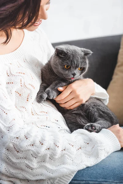 Houkutteleva Nainen Istuu Sohvalla Harmaa Scottish Kertainen Kissa — kuvapankkivalokuva