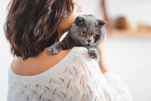Close Beautiful Woman Cute Scottish Fold Cat — Stock Photo, Image