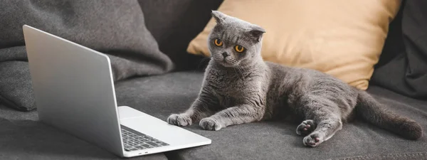 一只灰色的苏格兰折叠猫躺在沙发上 上面有笔记本电脑 — 图库照片
