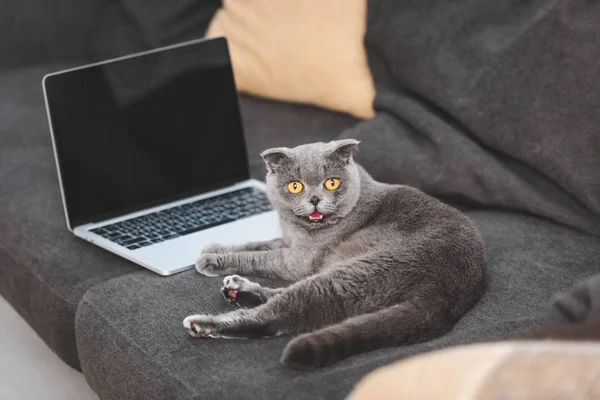 Bonito Escocês Dobra Gato Deitado Sofá Perto Laptop Com Tela — Fotografia de Stock