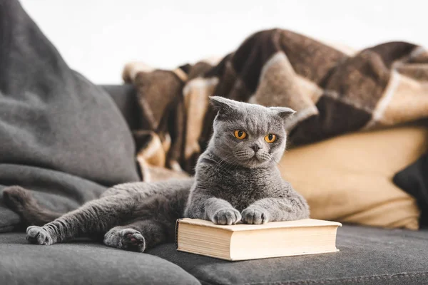 Grå Skotsk Veck Katt Soffa Med Bok — Stockfoto