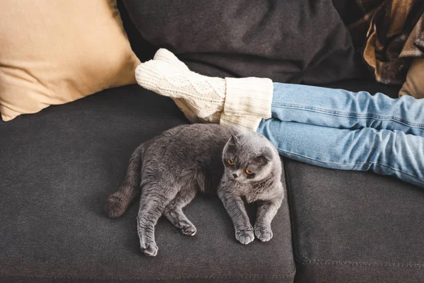 Recortado Vista Chica Acostado Con Escocés Plegable Gato Sofá — Foto de Stock