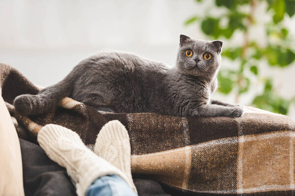 cute scottish fold cat lying on blanket near woman on sofa 