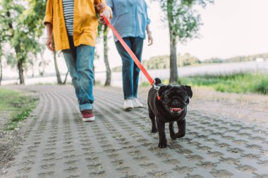 Park yolunda yaşlı bir çiftin yanında yürüyen pug köpeğinin seçici odak noktası 