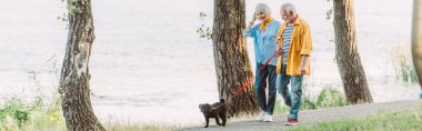 Gülümseyen yaşlı kadının panoramik fotoğrafı. Kocasının ve köpeğinin yanında yürüyor. Parkta tasmalı. 