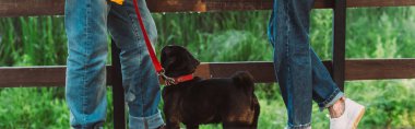 Panoramic shot of pug dog on leash looking up near elderly couple on bridge in park  clipart