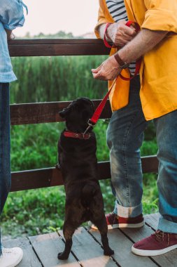Cropped view of man holding hand near pug dog on leash near wife on bridge in park  clipart