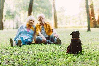 Pug Dog 'un seçici odak noktası parktaki çimlerde pozitif yaşlı çiftlerin yanında oturması. 