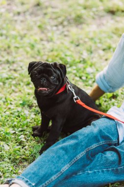 Selective focus of pug dog sitting near senior woman on grass in park  clipart